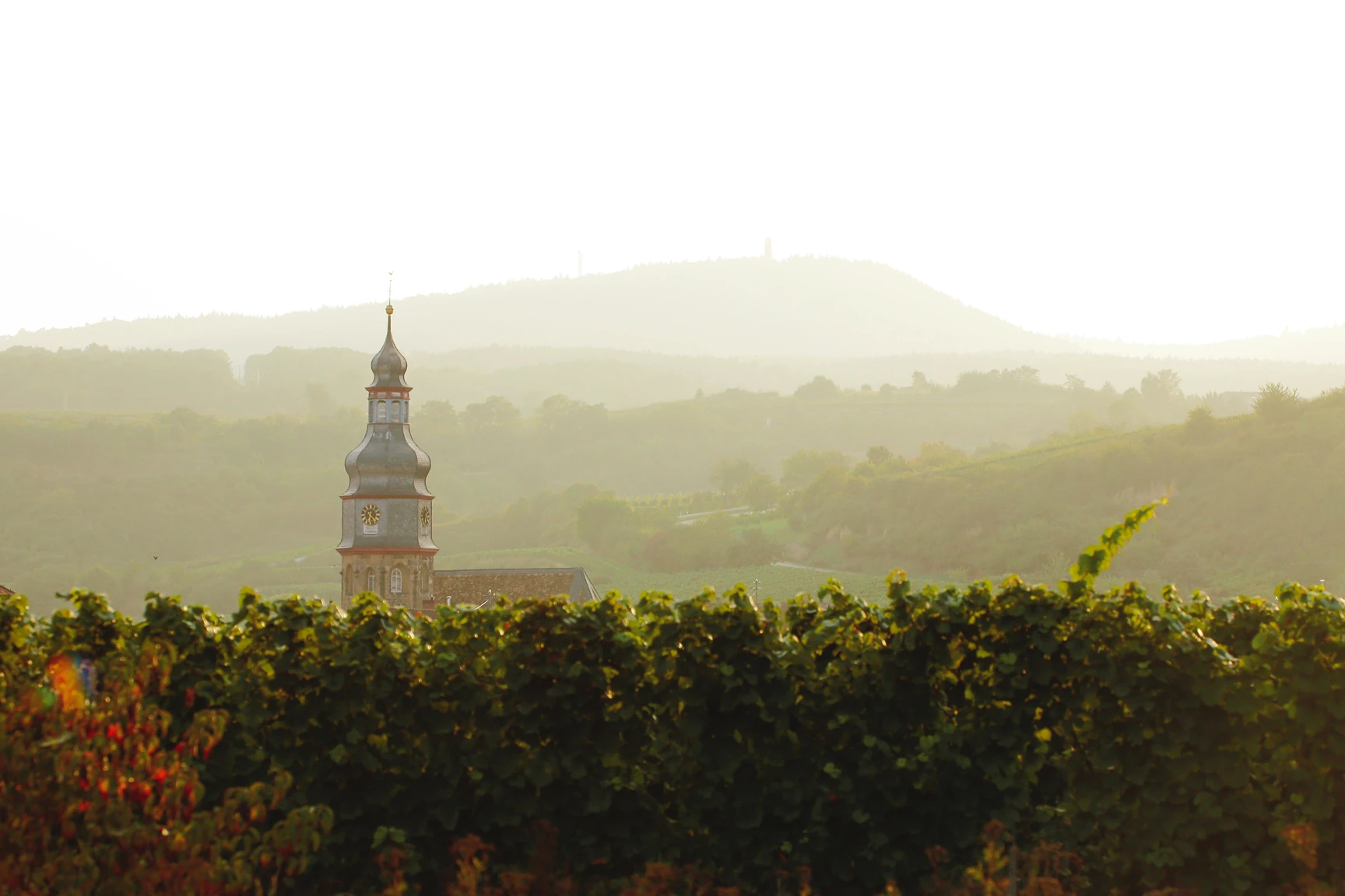 _SAUMAGEN.webp _SAUMAGEN.webp