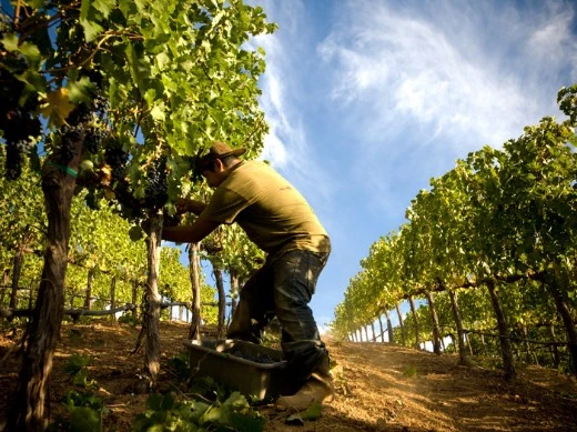 0098_Lail_Vineyards_Gallery_1_media.webp 0098_Lail_Vineyards_Gallery_1_media.webp