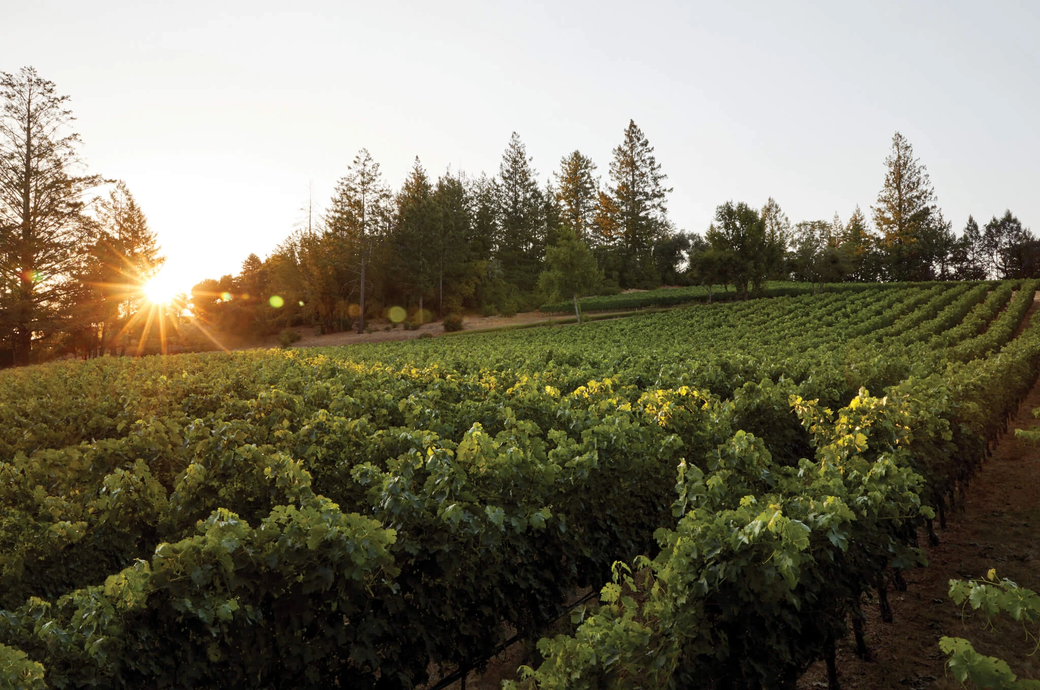 0146_Checkerboard_Vineyard_Gallery_1_media.webp 0146_Checkerboard_Vineyard_Gallery_1_media.webp