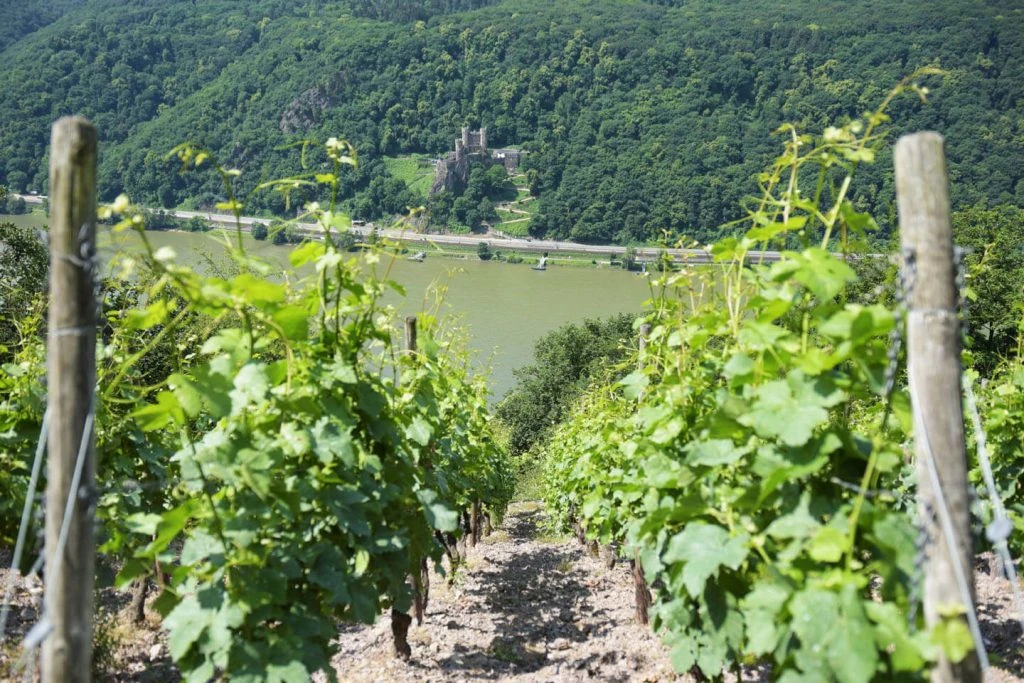 0311_Weingut_Kesseler_Gallery_1_media.webp 0311_Weingut_Kesseler_Gallery_1_media.webp