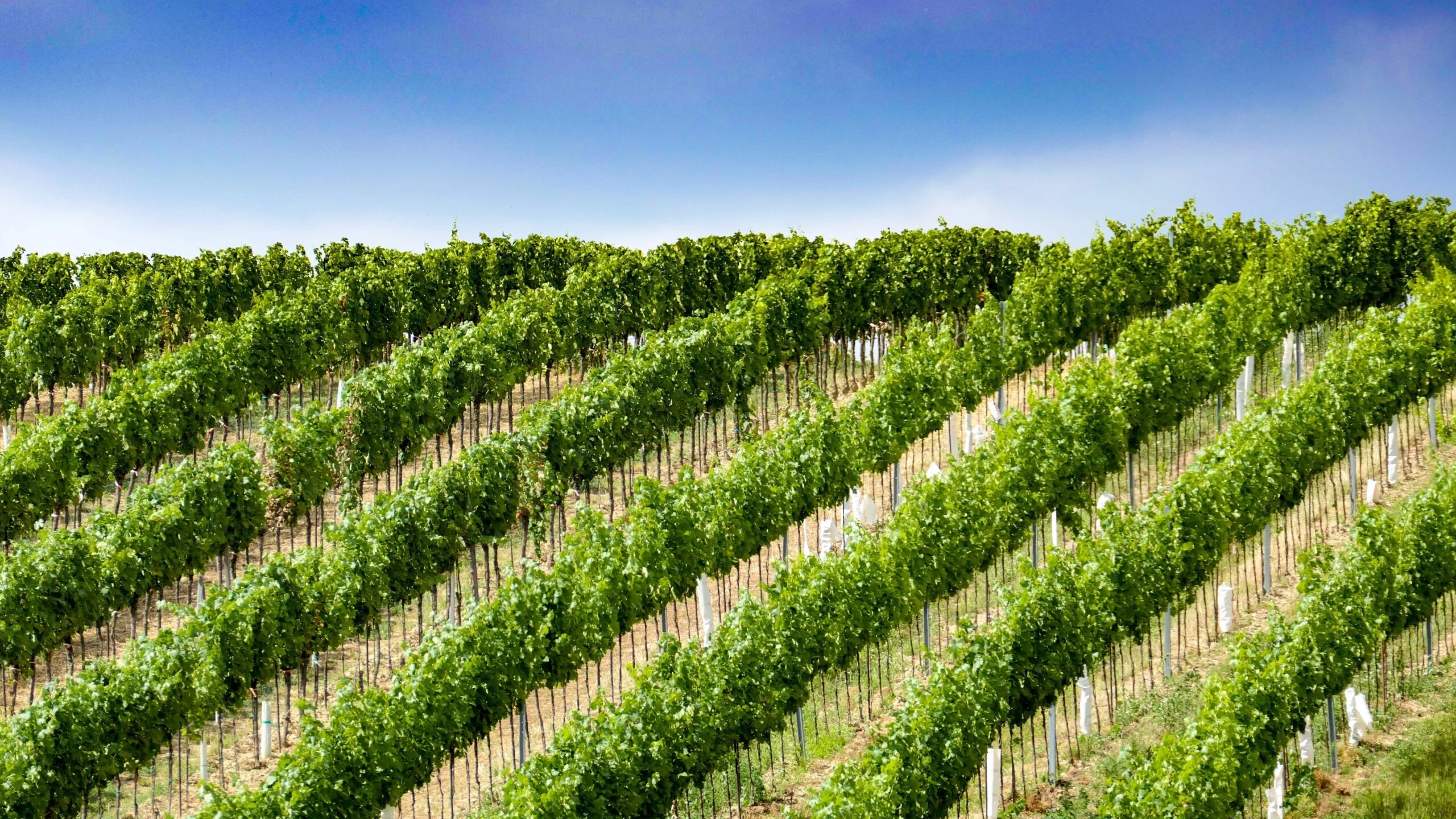 1008_Weingut_Durnberg_Gallery_2_media.webp 1008_Weingut_Durnberg_Gallery_2_media.webp