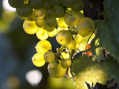 1020_Domaine_Guy_Amiot_Gallery_41_media.webp 1020_Domaine_Guy_Amiot_Gallery_41_media.webp