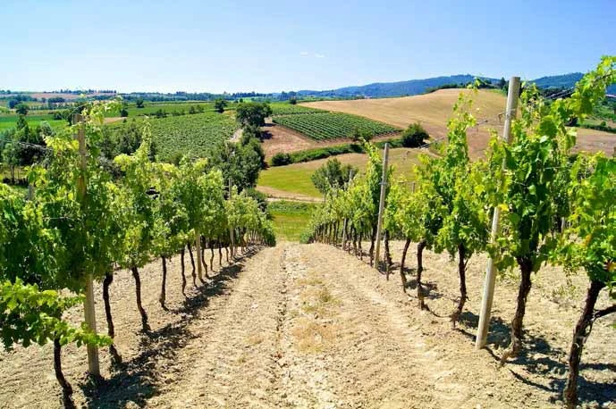 1032_Cantina_Gentili_Gallery_1_media.webp 1032_Cantina_Gentili_Gallery_1_media.webp