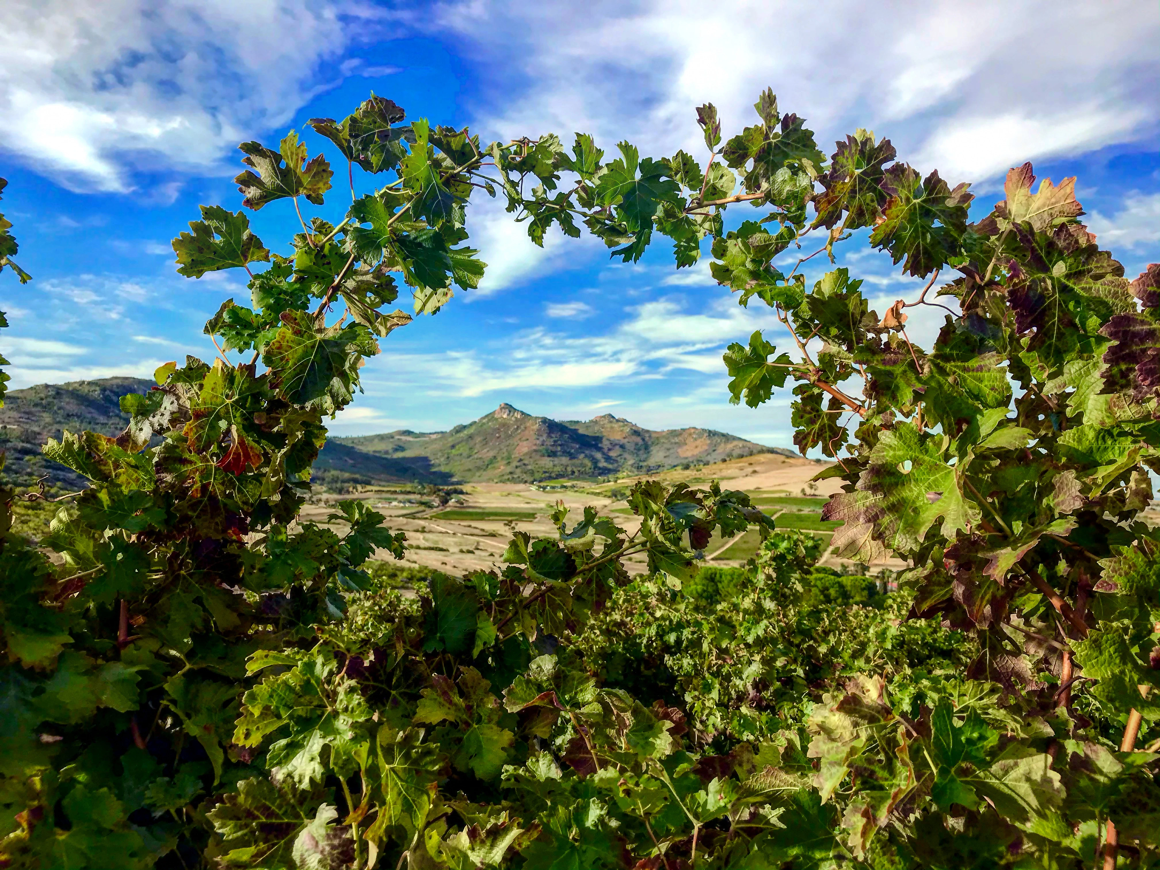 1045_4G_Wine_Estate_Gallery_1_media.webp 1045_4G_Wine_Estate_Gallery_1_media.webp