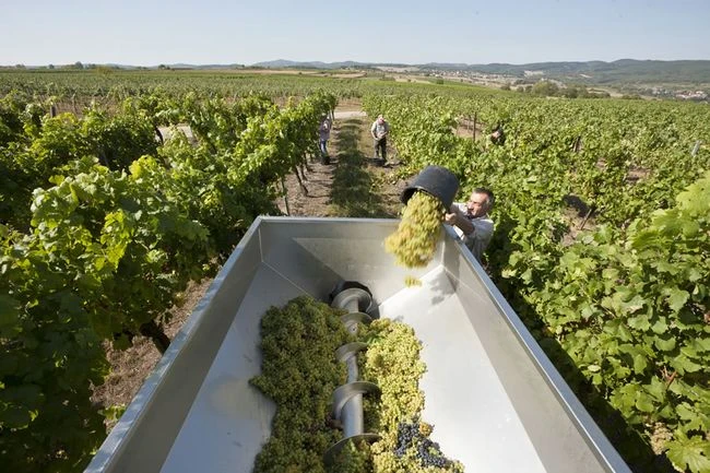 1053_Weingut_Kurt_Angerer_Gallery_1_media.webp 1053_Weingut_Kurt_Angerer_Gallery_1_media.webp