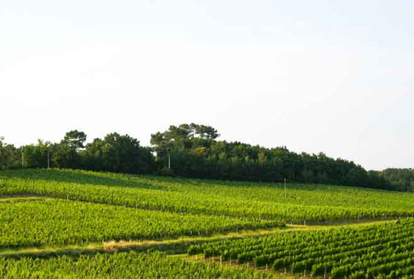 Chateau Pouchard-Larquey.jpg Chateau Pouchard-Larquey.jpg