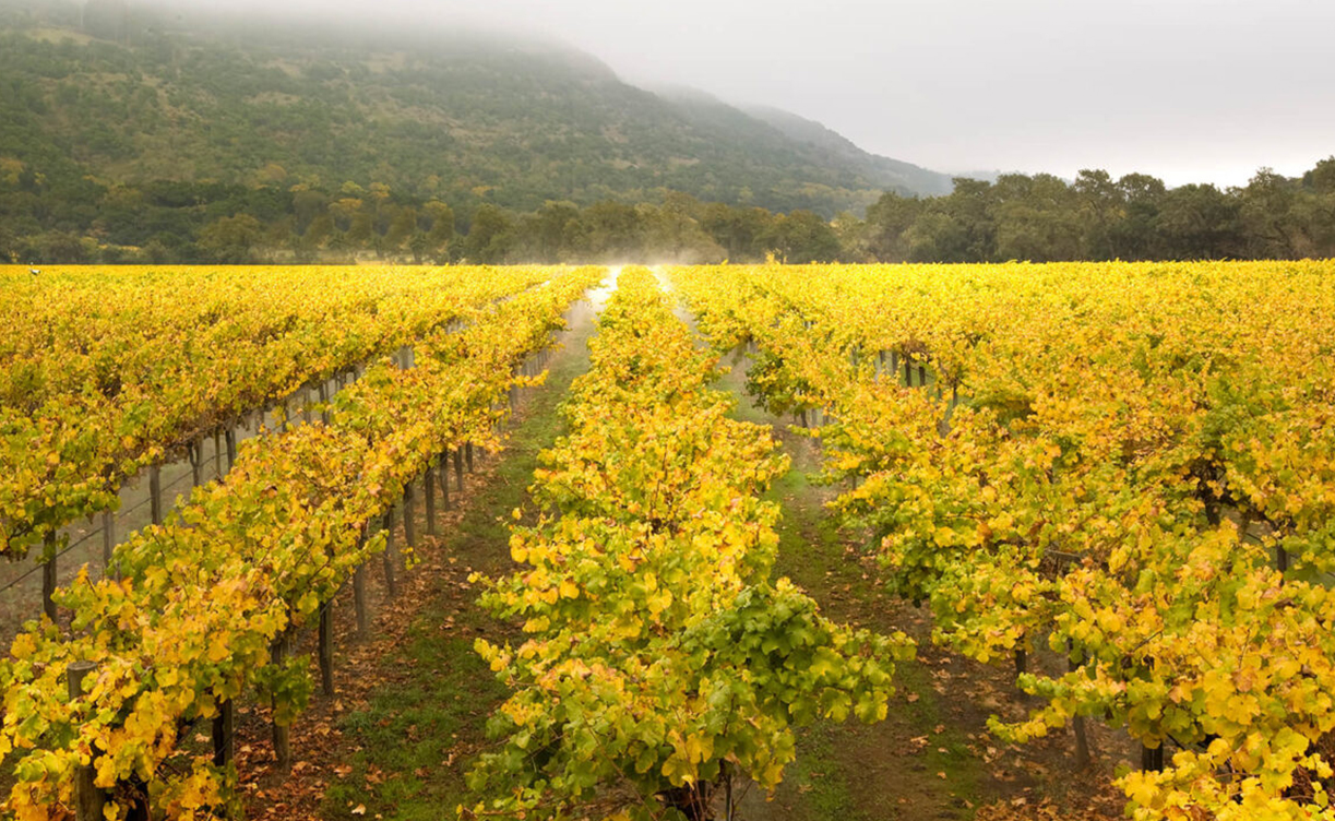 Dolcevinery.jpg Dolcevinery.jpg