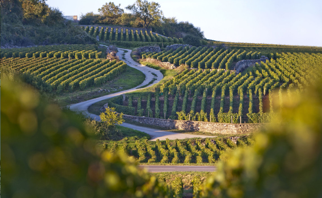Domaine Guy Amiothp.jpg Domaine Guy Amiothp.jpg