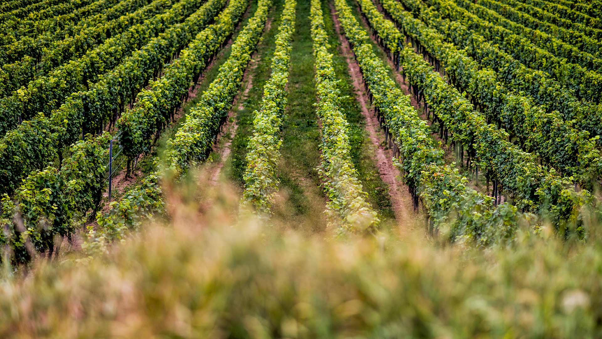 Dr.Koehler_Weinberg_32.jpg Dr.Koehler_Weinberg_32.jpg