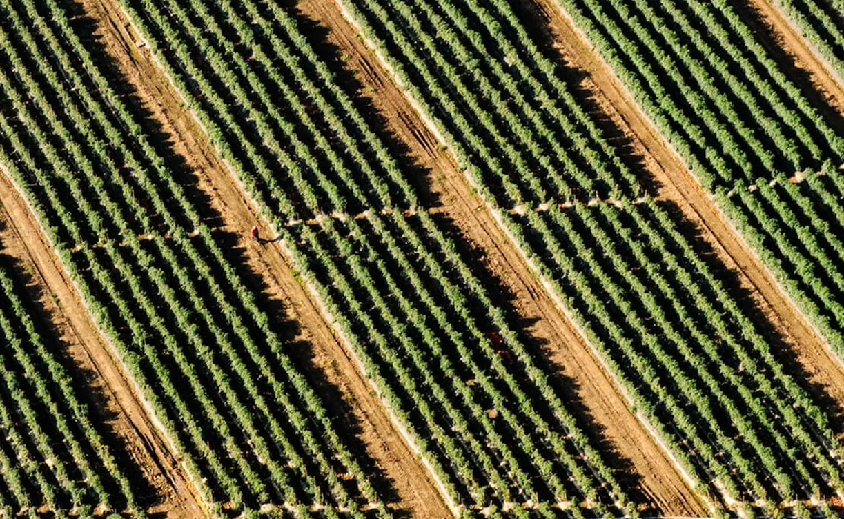 Pete´s Pure Vineyardhp.jpg Pete´s Pure Vineyardhp.jpg