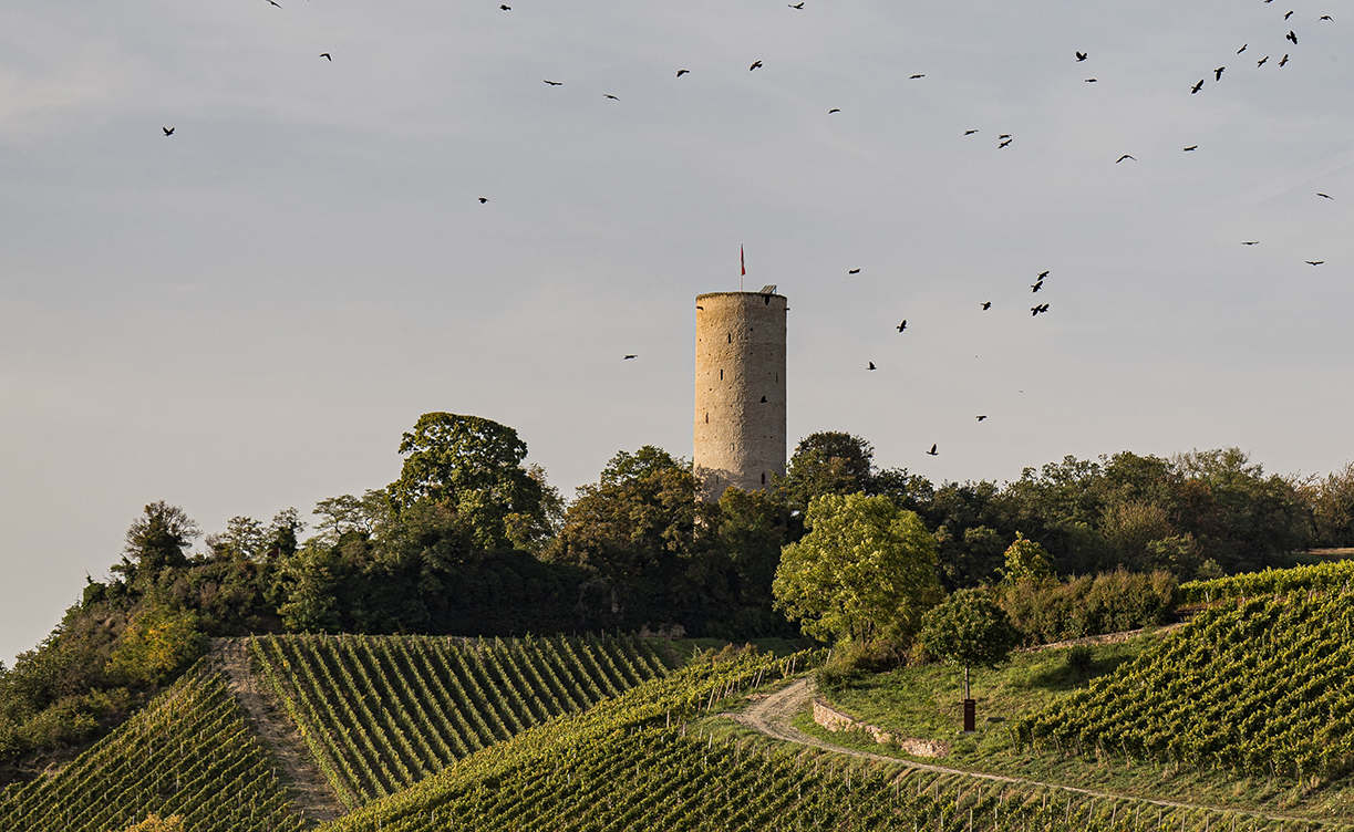 RobertWeil.jpg RobertWeil.jpg