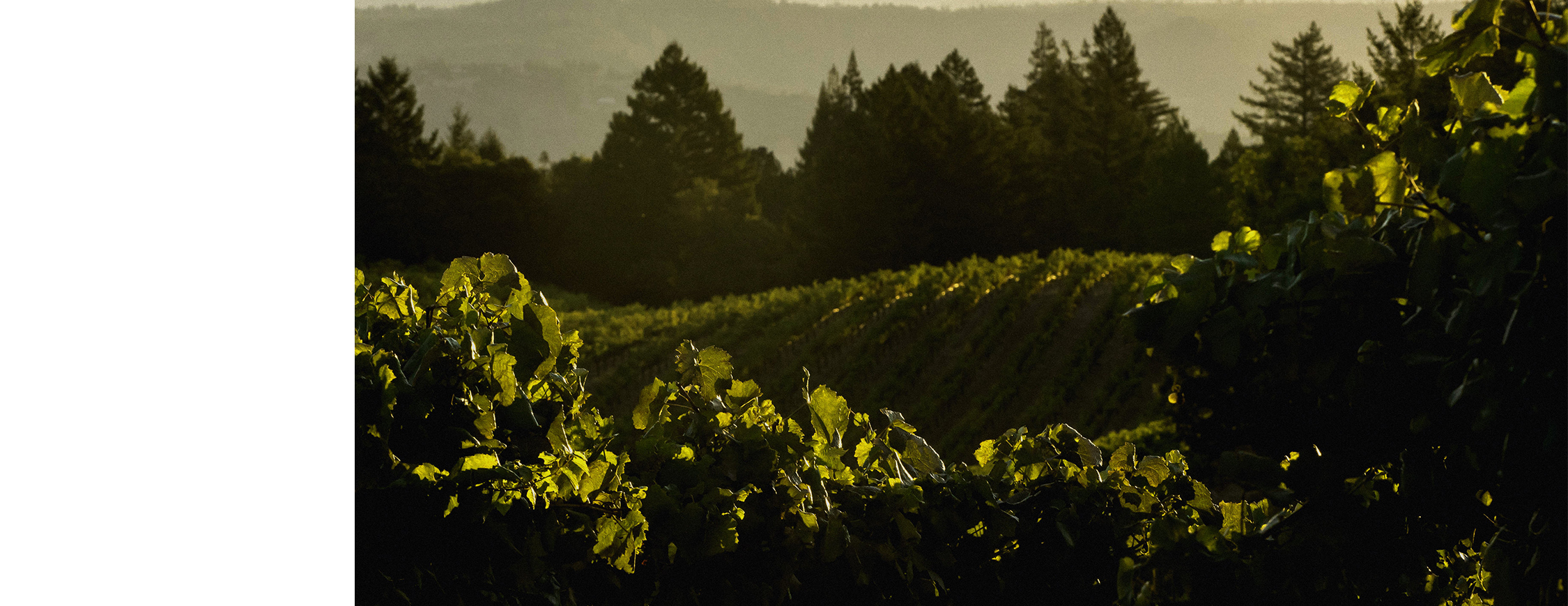 regioncdfwine.jpg regioncdfwine.jpg