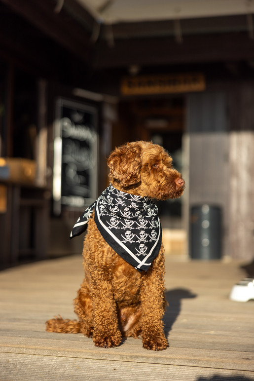 Bandana Skull Bandana Skull