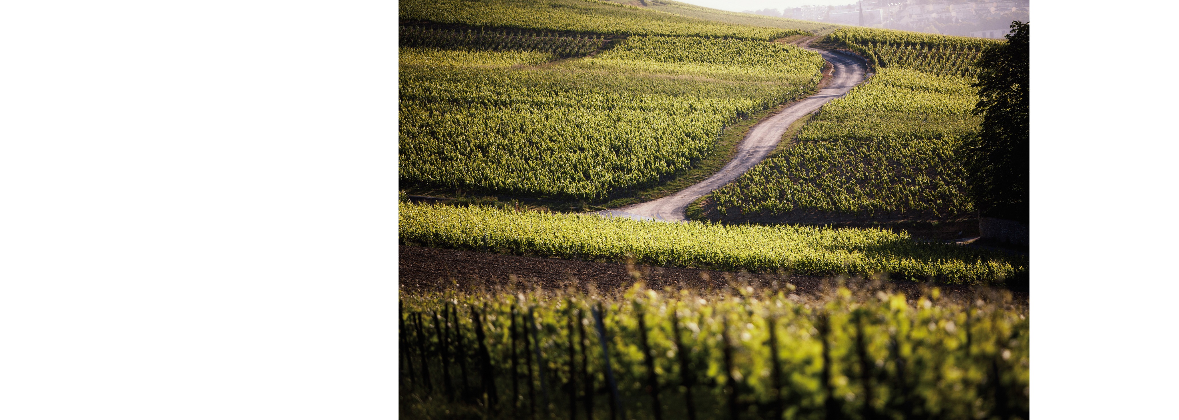 taittinger0023image.jpg taittinger0023image.jpg