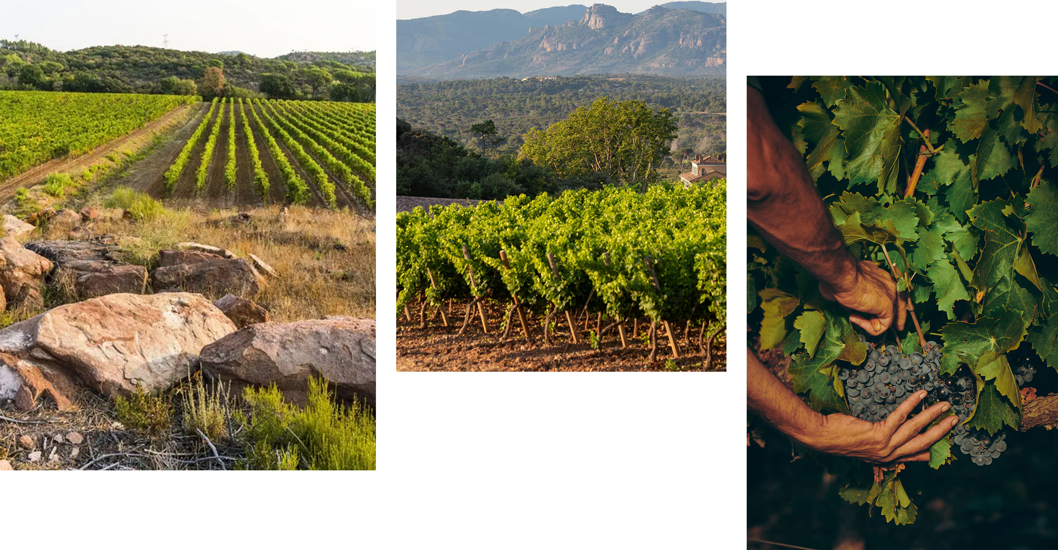 terriorimage.jpg terriorimage.jpg