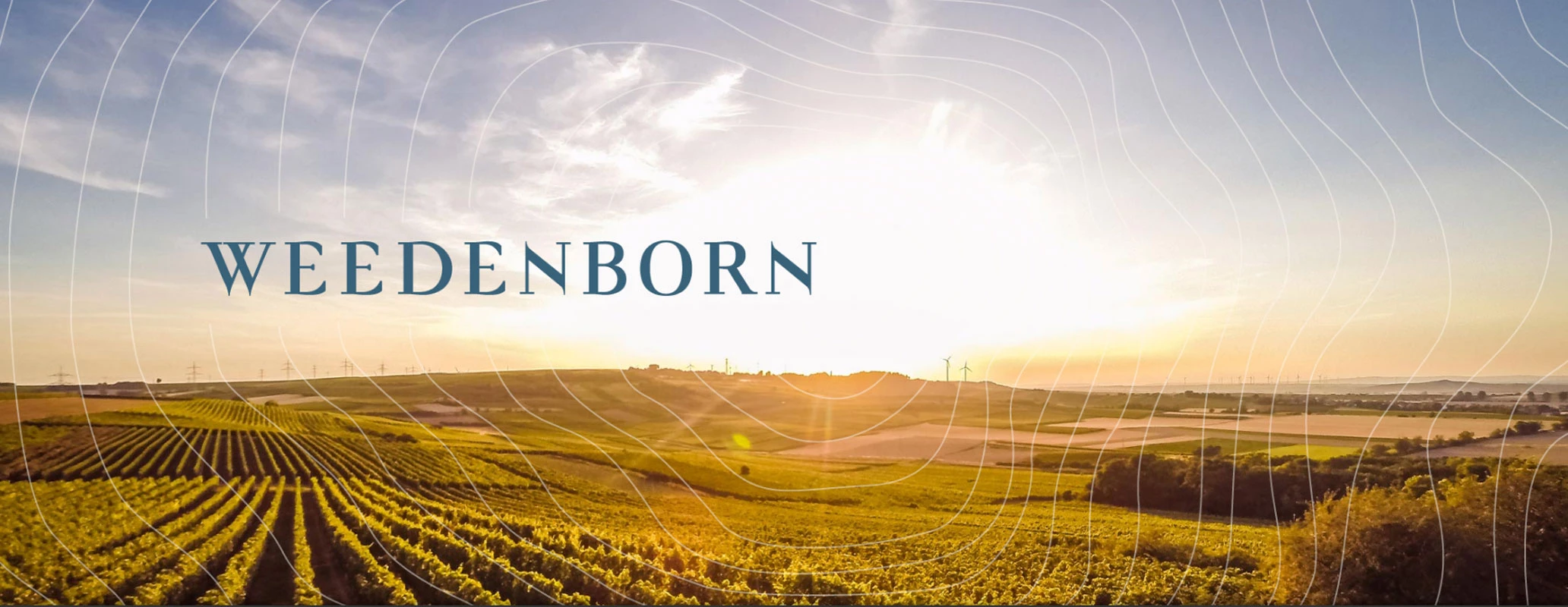 vineyard_904_banner.webp vineyard_904_banner.webp